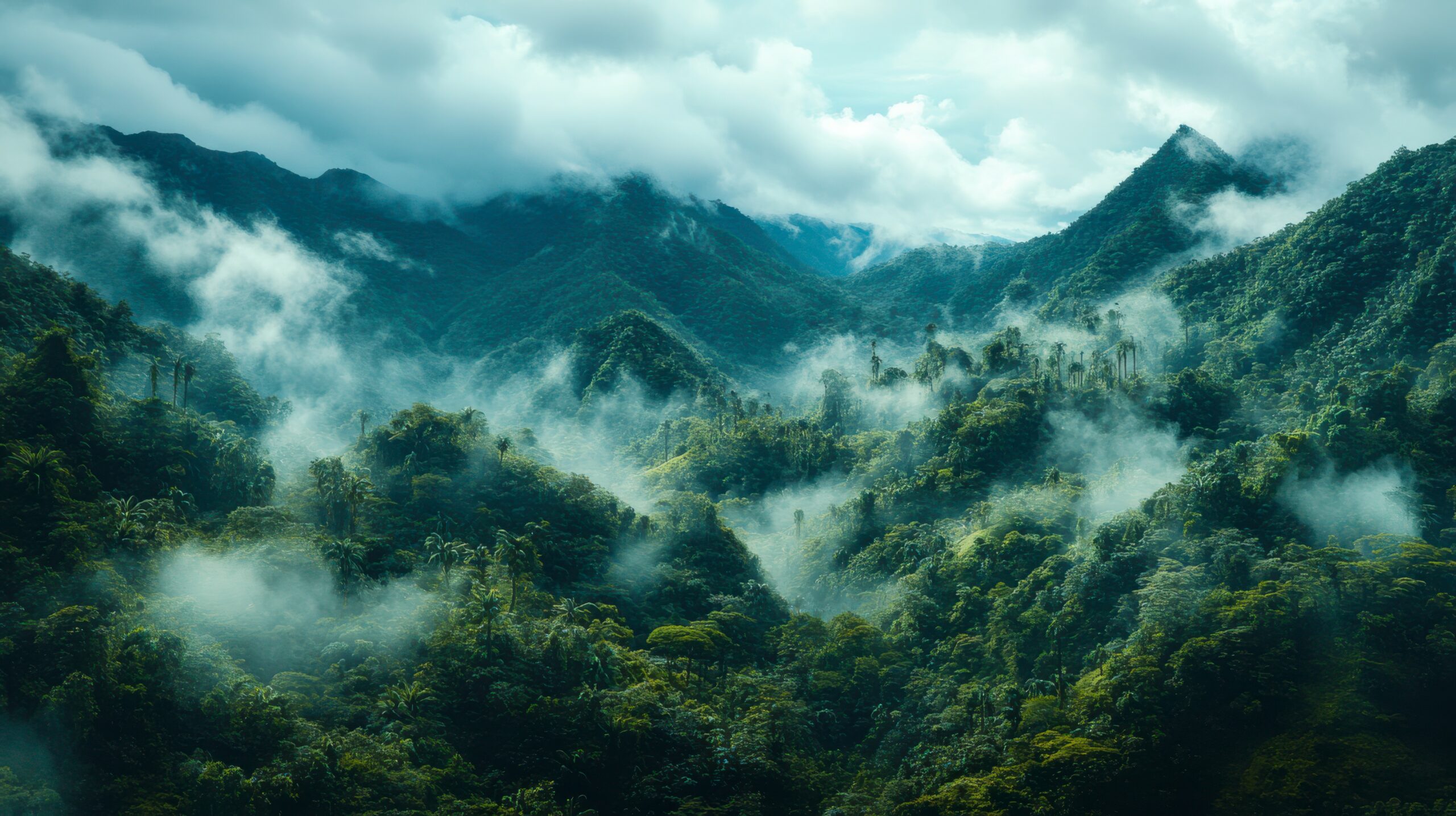 cloud-forest-landscape-1-1-1-scaled.jpg